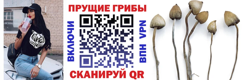 Псилоцибиновые грибы Psilocybine cubensis  Сыктывкар 